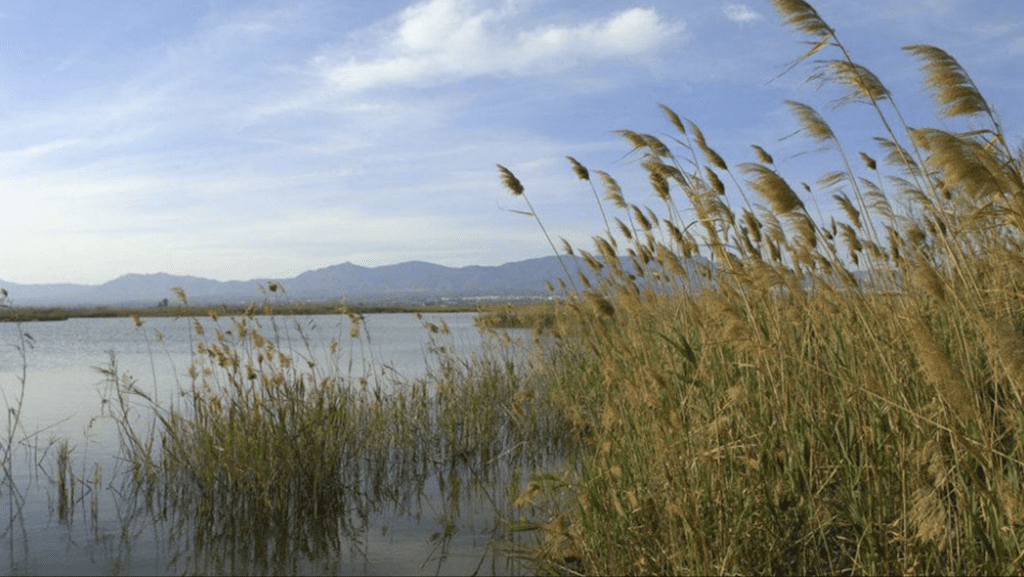 Parque Natural de El Hondo