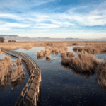Parque Natural de El Hondo